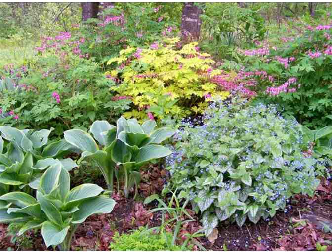 $25 Gift Certificate to Marijke's Perennial Gardens Plus