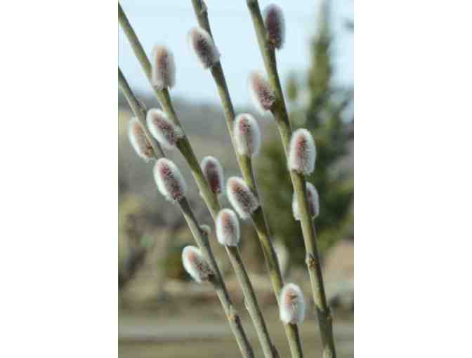 Willows for Bees Collection from Vermont Willow Nursery