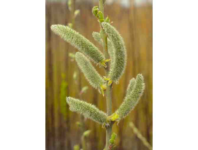 Willows for Bees Collection from Vermont Willow Nursery