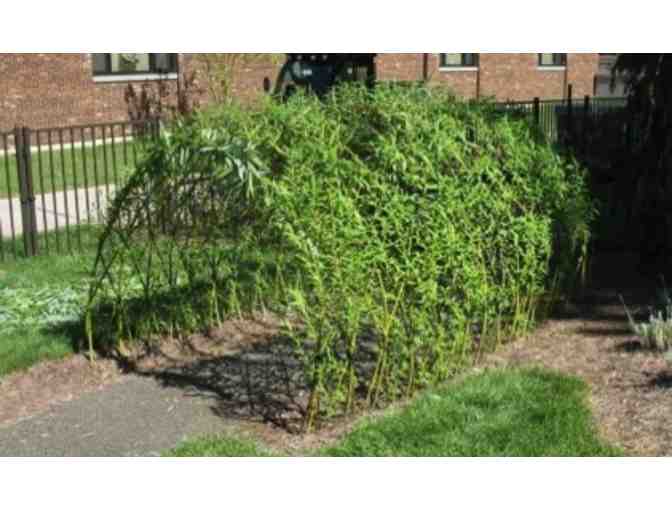 Living Willow Structure Kit from Vermont Willow Nursery