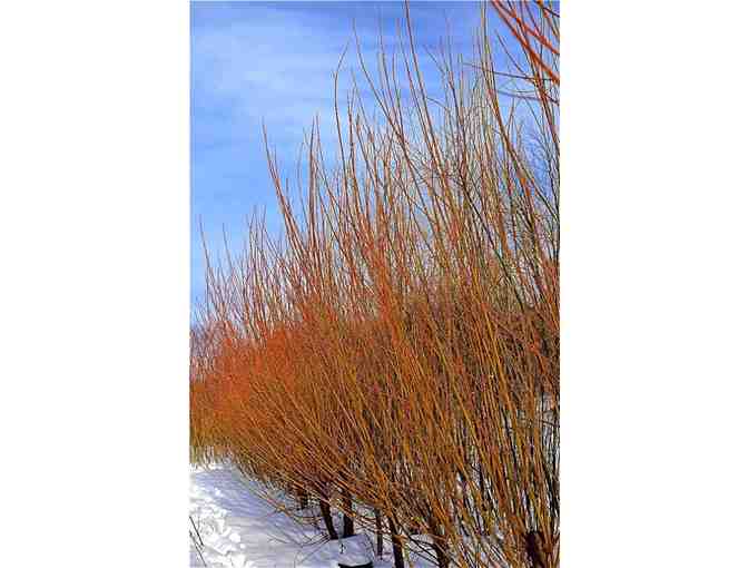 Willows for Winter Collection from Vermont Willow Nursery