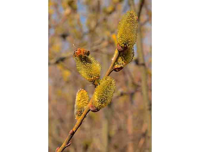 Willows for Bees collection