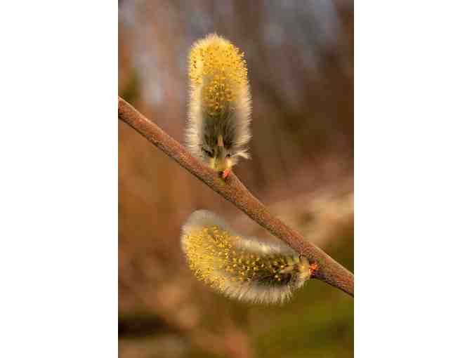 Willows for Bees collection