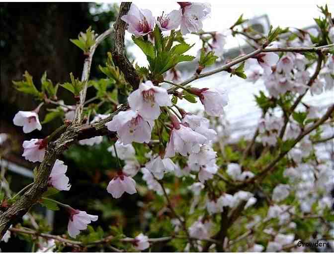 Prunus incisa 'Kojo No Mai' (Fuji Cherry)