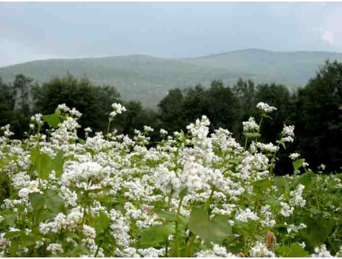 Metta Earth Institute Yurt Retreat