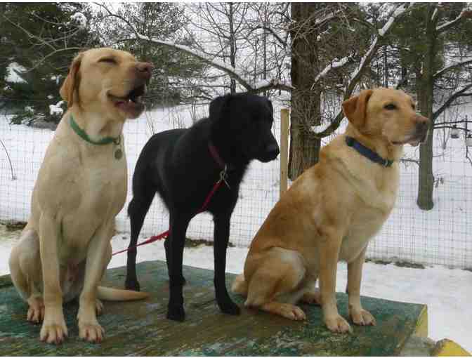 Gulliver's Doggie Daycare - $50 Gift Certificate