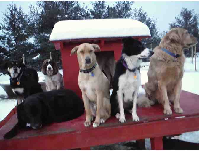 Gulliver's Doggie Daycare - $50 Gift Certificate