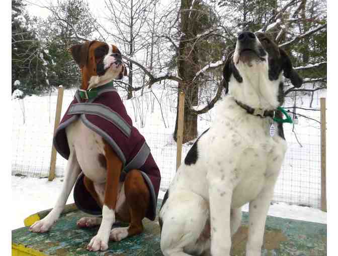 Gulliver's Doggie Daycare - $50 Gift Certificate