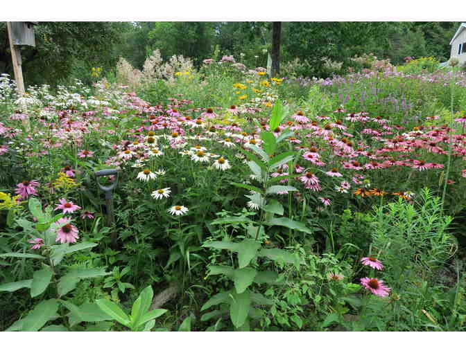 Pollinator Perfect Perennial Plants from Marijke's Perennial Gardens Plus