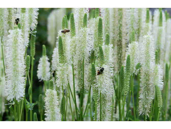 Pollinator Perfect Perennial Plants from Marijke's Perennial Gardens Plus