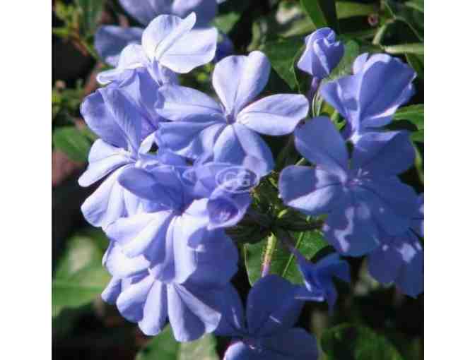 Classy Groundcovers - High quality flower ground covers