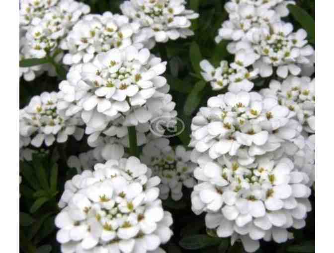 Classy Groundcovers - High quality flower ground covers