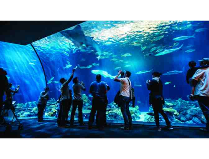 Chicago's World Renowned Aquarium! - Photo 1