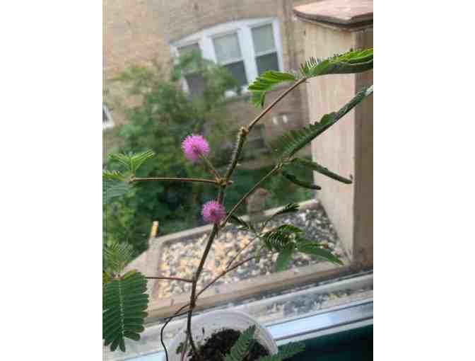 Mimosa Plant