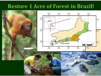 Restore One Acre of Forest for Golden Lion Tamarins in Brazil