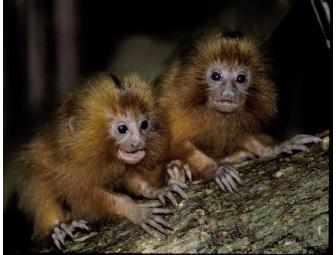 Name the Next Golden Lion Tamarin Baby Born in the Wild
