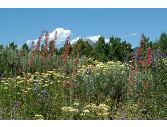 Rocky Mountain Wildflower Tour with a Wildflower Biology Expert