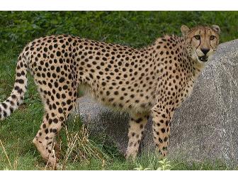 Cheetah Chat