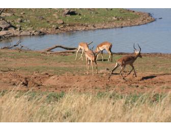 Wildlife Viewing at Pilanesberg National Park, South Africa