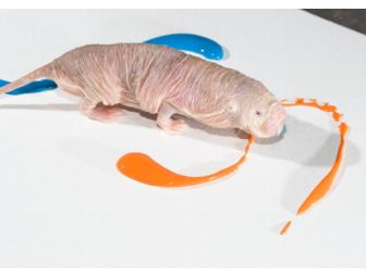 Animal Artwork by a Naked Mole Rat