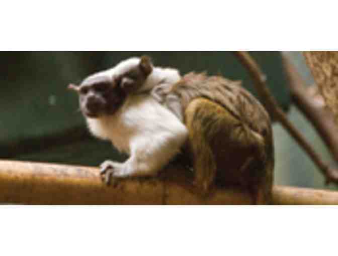 Primate Power - Tour of Philadelphia Zoo's Rare Animal Conservation Center and PECO Primate Reserve