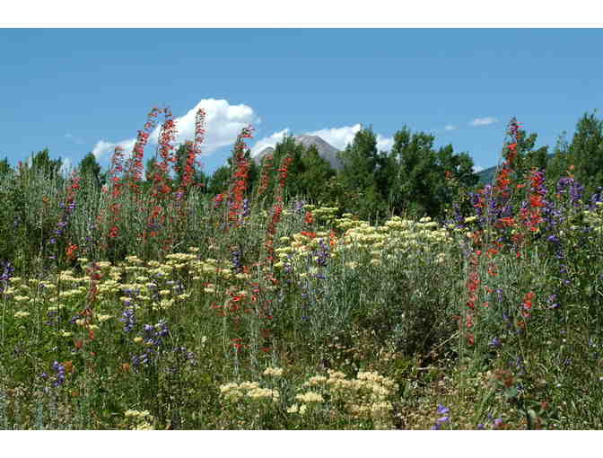 Tour Colorado Rocky Mountain Wildflowers with an Expert Biologist