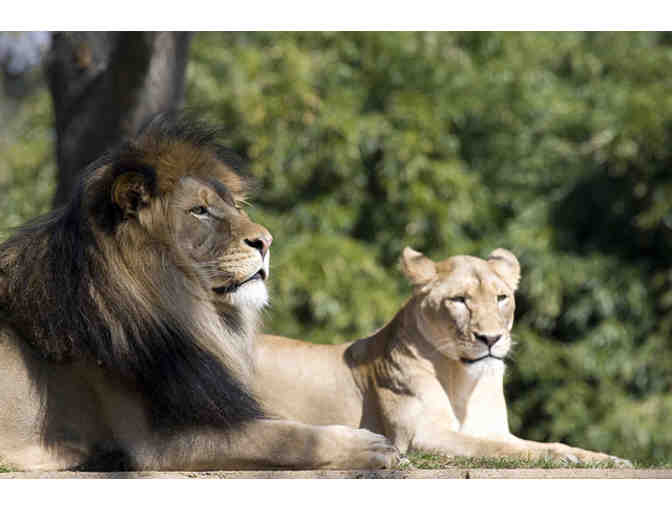 Meet the National Zoo's Lion Pride Behind-the-Scenes!