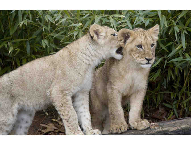 Meet the National Zoo's Lion Pride Behind-the-Scenes!