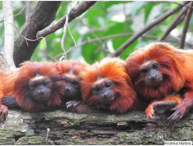 Meet the Couple Who Taught Zoo-Born Golden Lion Tamarins to Return to the Wild