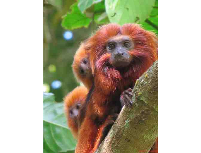Meet the Couple Who Taught Zoo-Born Golden Lion Tamarins to Return to the Wild