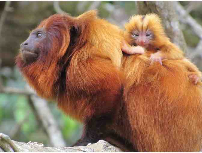 Name a Golden Lion Tamarin Baby Born in the Wild