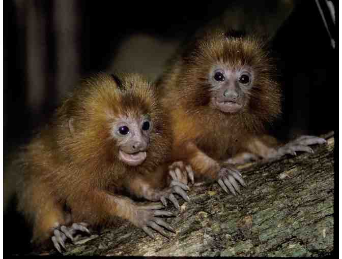 Name a Golden Lion Tamarin Baby Born in the Wild