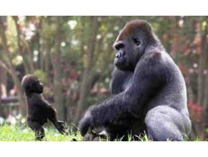 VIP Tour of Zoo Atlanta's Primate Facilities Plus Two-Night Stay at the Atlanta Marriott