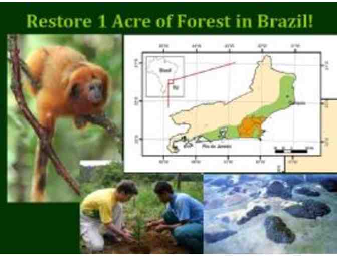 Restore One Acre of Forest for Golden Lion Tamarins in Brazil