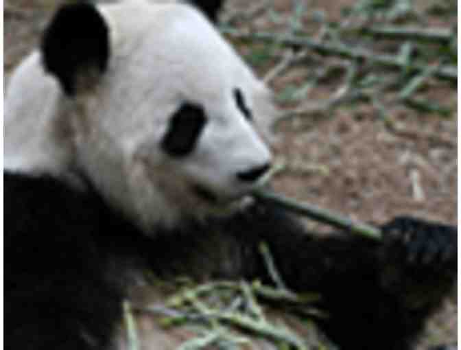 Zoo Atlanta Panda Getaway