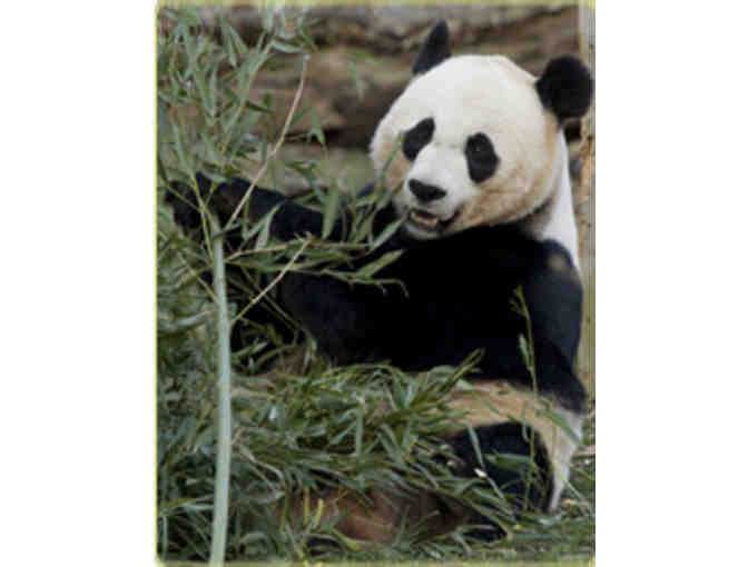 National Zoo Panda Package! Behind-the-Scenes Tour and Weekend Getaway
