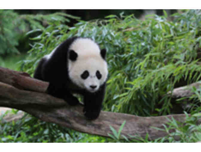 National Zoo Panda Package! Behind-the-Scenes Tour and Weekend Getaway