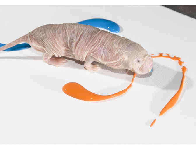 Join an Animal Painting Experience with a Naked Mole Rat!