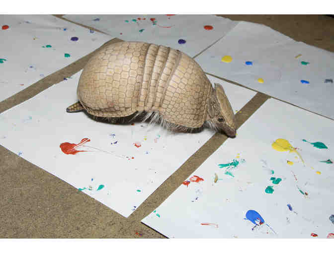 Join an Animal Painting Experience with an Armadillo!
