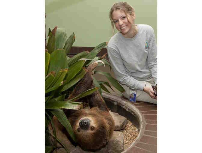 Sloth Experience! Get Up Close and Personal with a Two-Toed Sloth at the National Zoo