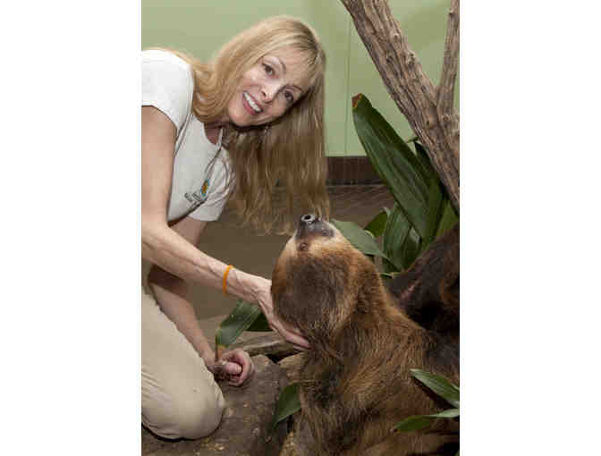 Sloth Experience! Get Up Close and Personal with a Two-Toed Sloth at the National Zoo