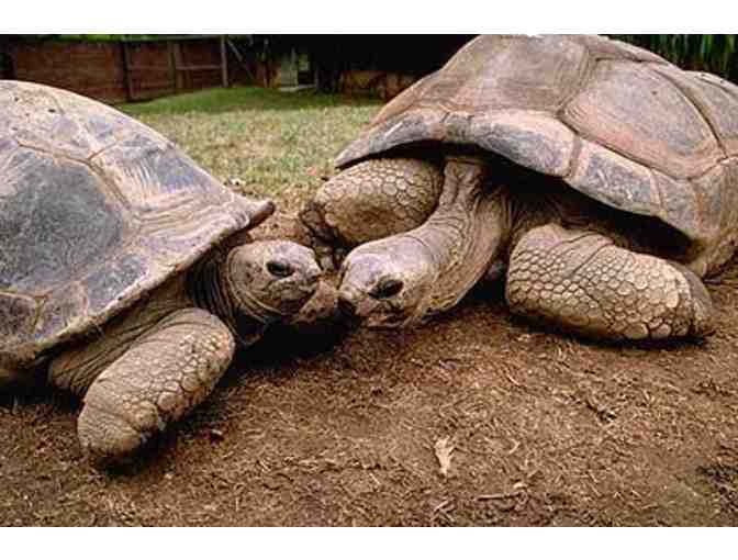Paint with the Aldabra Giant Tortoises