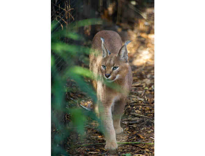 Paw Prints with Caracals