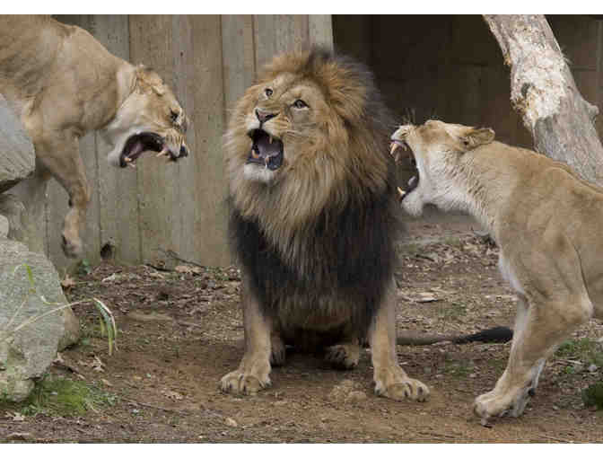 Meet the National Zoo's African Lions Tour