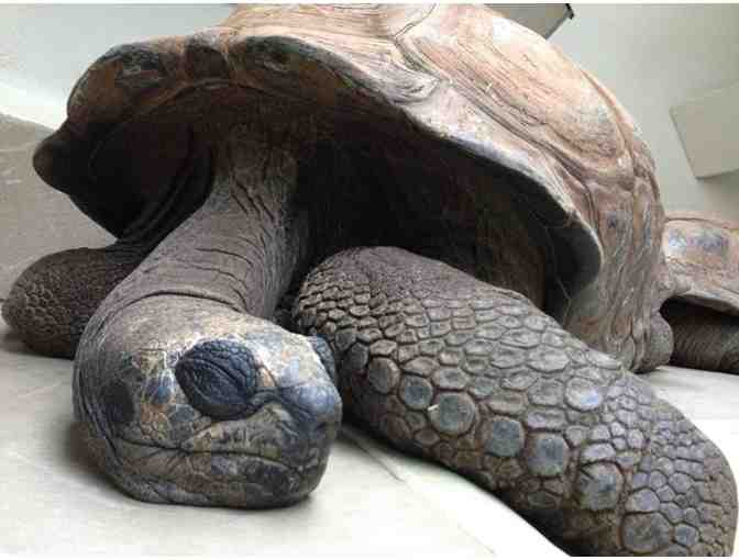 Aldabra Tortoise Shell Print