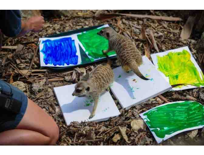Animal Art by the National Zoo's Meerkats