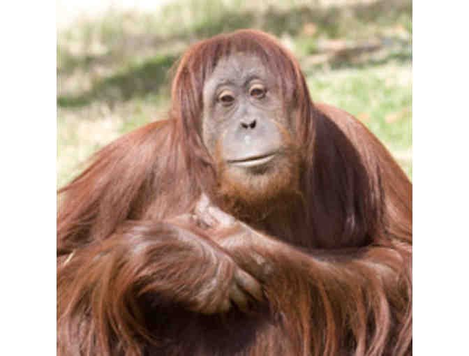 Painting by National Zoo Orangutan, Iris