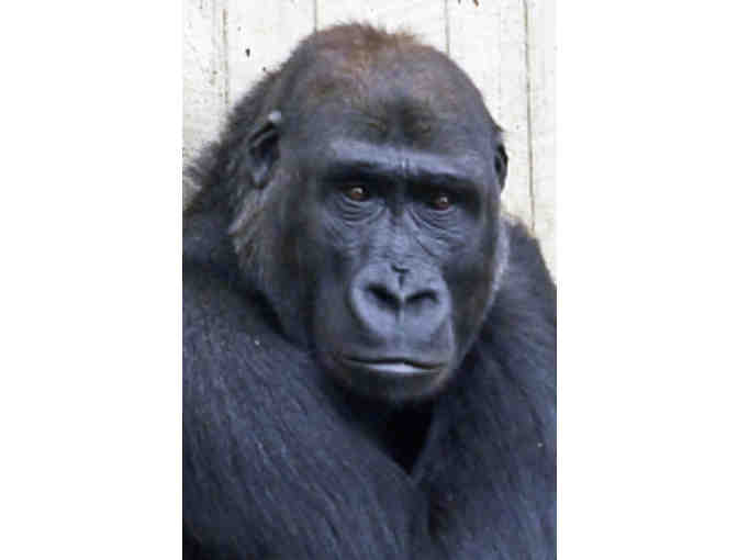 Animal Artwork by National Zoo Gorilla, Kojo