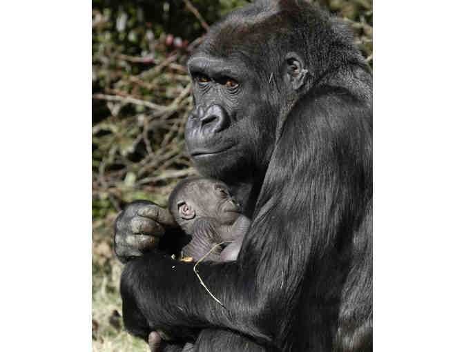 'Mother's Day' - Artwork by National Zoo Gorillas Mandara and Daughter, Kabibi
