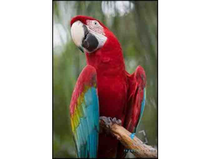 Art by National Zoo Green-Winged Macaw, Mac